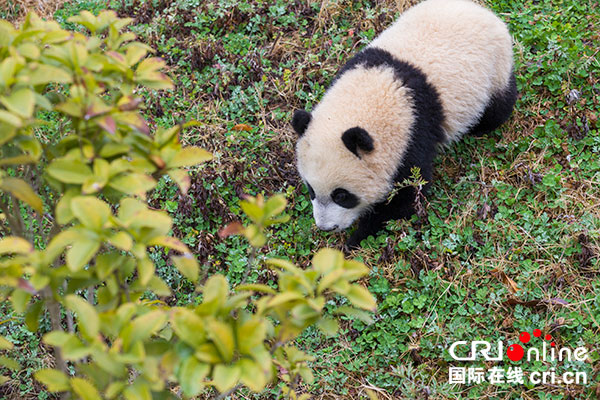 图片默认标题_fororder_6