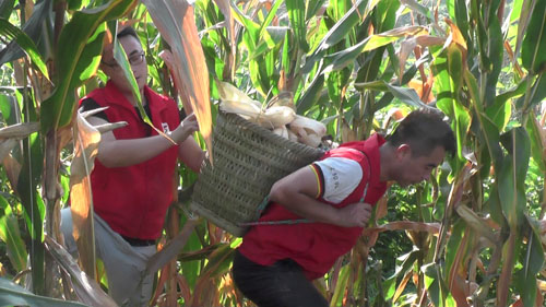 不签【区县联动】【合川】重庆市合川区：香龙镇志愿者助农收玉米