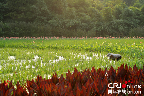 图片默认标题_fororder_农民在“花旋风”湿地公园为水生植物清除杂草