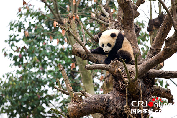 通稿（原创专稿列表，焦点图，导航成都，移动端）23平方公里总体规划出炉 都江堰“熊猫之都”蓝图跃然纸上