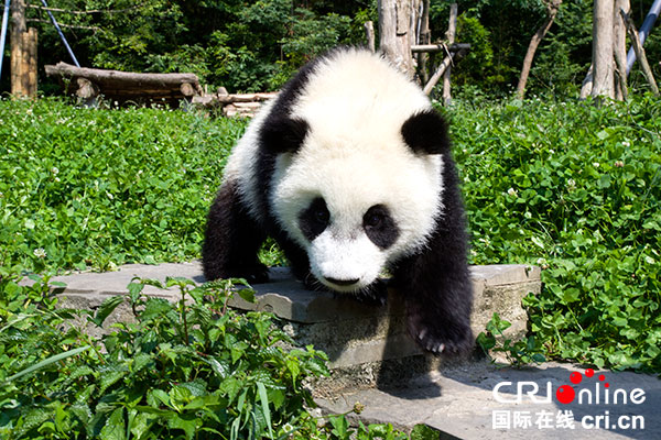 23平方公里总体规划出炉 都江堰"熊猫之都"蓝图跃然纸上