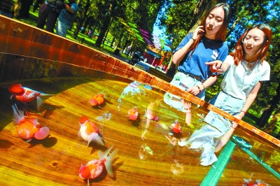 北京景山公园再现“木海观鱼”