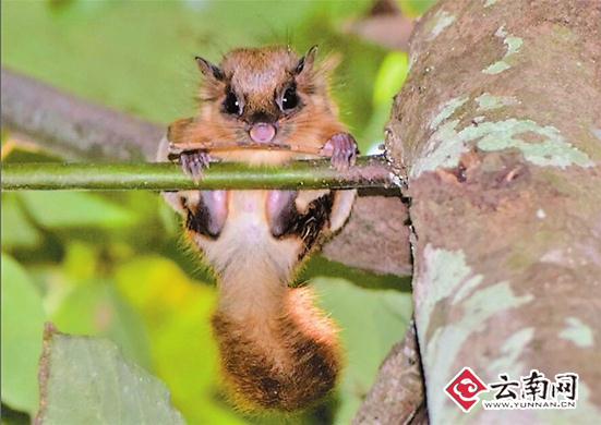 云南沟谷雨林发现珍奇动物——毛耳飞鼠