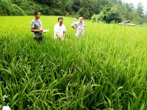 不签【区县联动】【黔江】重庆黔江杉岭乡田间地头“把脉问诊”助农增收【区县联动  列表】黔江杉岭乡田间“把脉问诊”助农增收