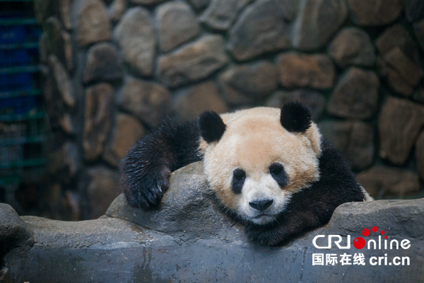 通稿（原创专稿列表，导航成都，移动端）都江堰有两座大熊猫“别墅” 深藏“呆萌国宝”