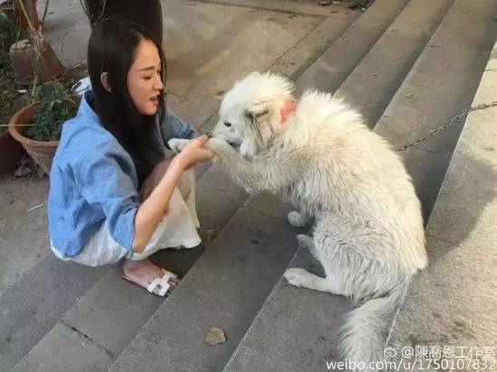 《一条狗的使命》温情催泪 揭明星们的萌宠情缘