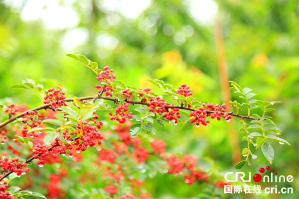 图片默认标题_fororder_汉源花椒大丰收（摄影：葛旺）