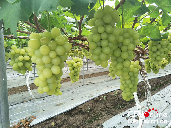 图片默认标题_fororder_1