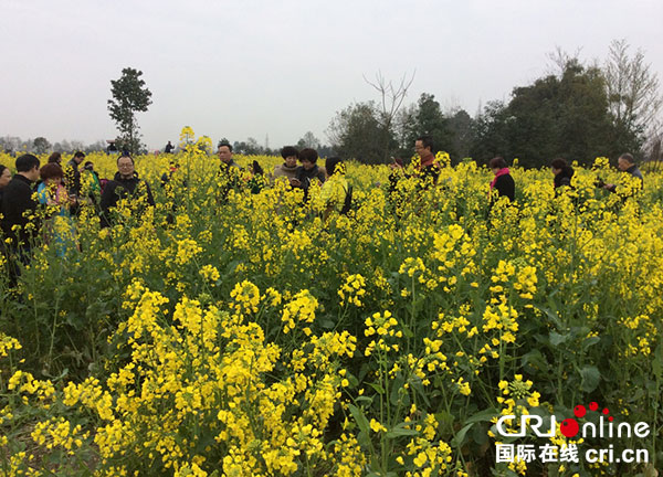 游客驻足青杠树村油菜花田,拍照留念.(摄影 邱美智)