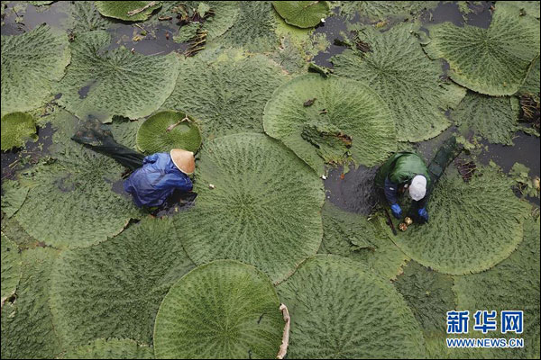 เข้าสู่ช่วงเก็บเกี่ยว "เคียมซิก" ยอดสมุนไพรจีน