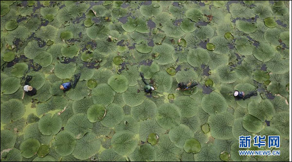 เข้าสู่ช่วงเก็บเกี่ยว "เคียมซิก" ยอดสมุนไพรจีน