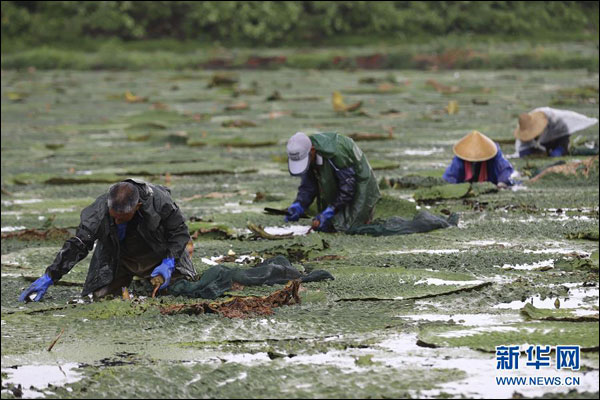 เข้าสู่ช่วงเก็บเกี่ยว "เคียมซิก" ยอดสมุนไพรจีน