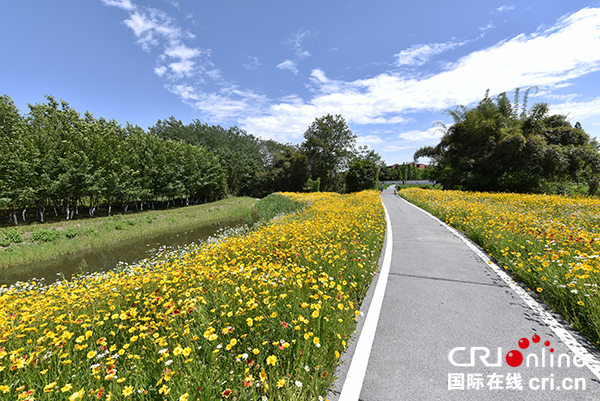 图片默认标题_fororder_天府水源地净菊绿道