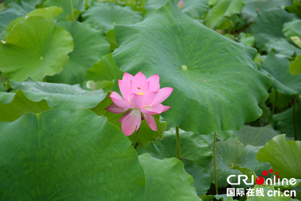 图片默认标题_fororder_荷韵(摄影肖开丰)