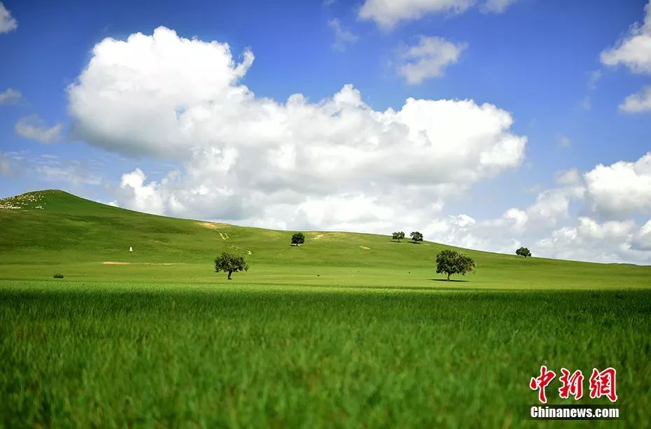 天苍苍野茫茫……盛夏 这里有内蒙古大草原最美的样子
