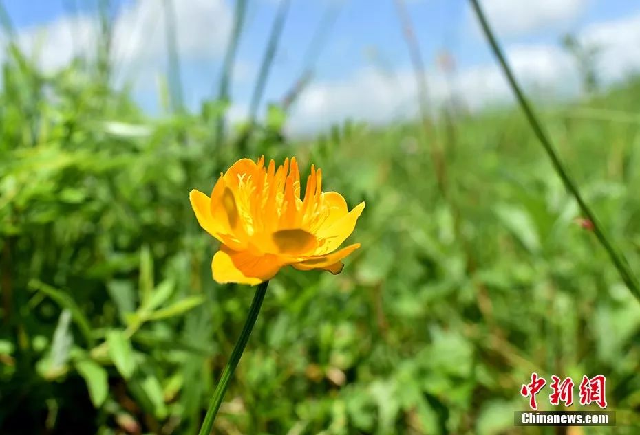 天苍苍野茫茫……盛夏 这里有内蒙古大草原最美的样子