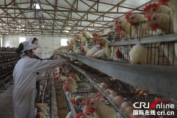 图片默认标题_fororder_养鸡场工人正在采收鸡蛋