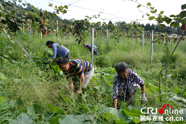 图片默认标题_fororder_村民正在为猕猴桃园锄草