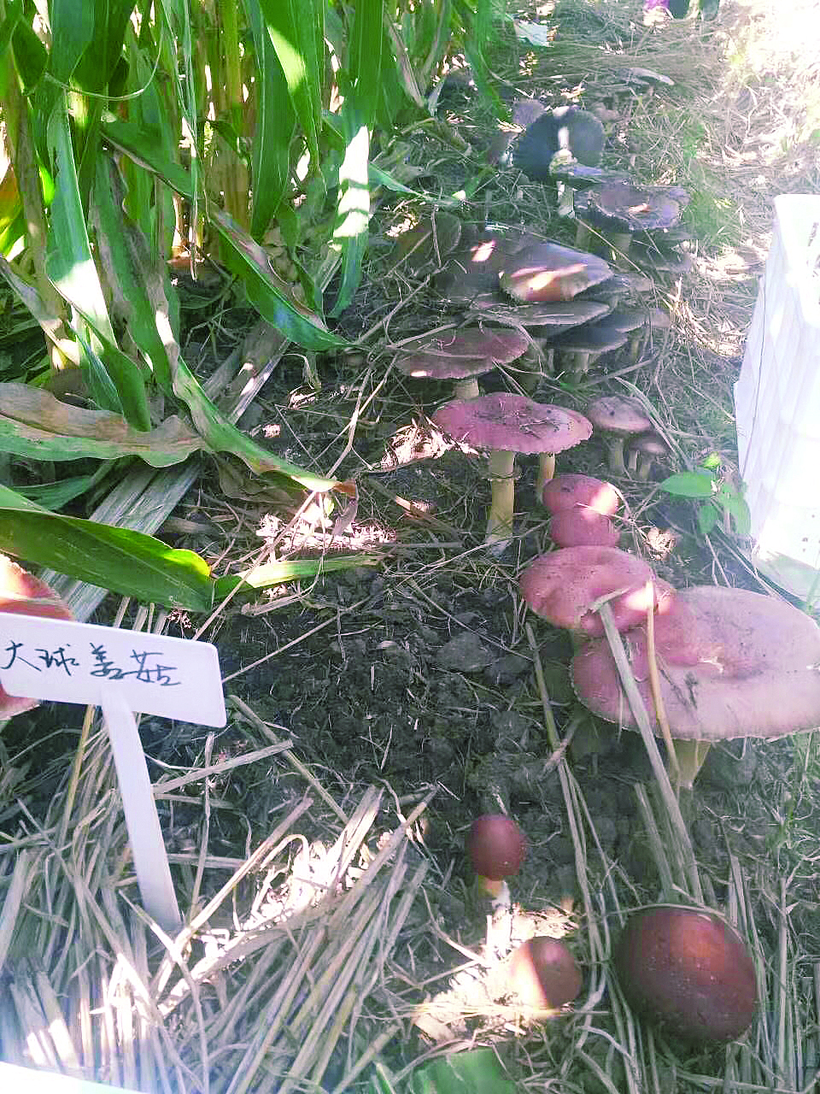 “粮菌双收”：玉米地里种蘑菇