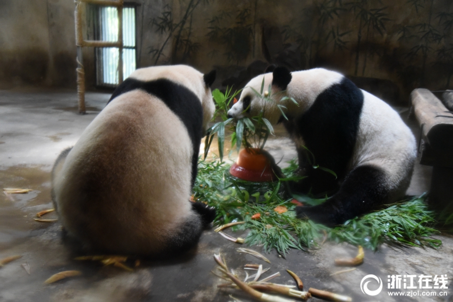 杭州动物园熊猫“成就”和“双好”迎来四周岁生日