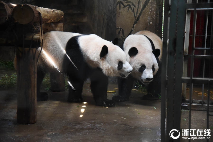 杭州动物园熊猫“成就”和“双好”迎来四周岁生日
