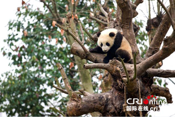 图片默认标题_fororder_2