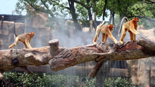 上海野生动物园 盛夏“水域探秘”