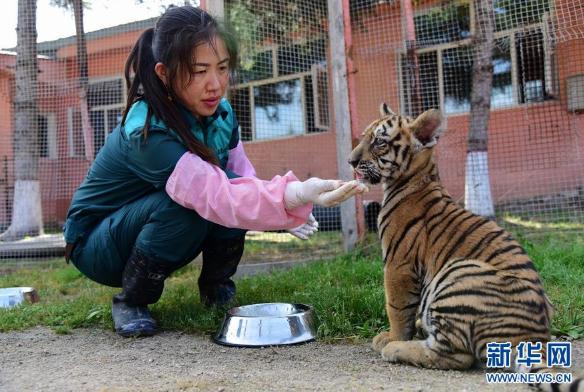"แม่เสือ" ช่วยดูแลการเติบโตของลูกเสือ