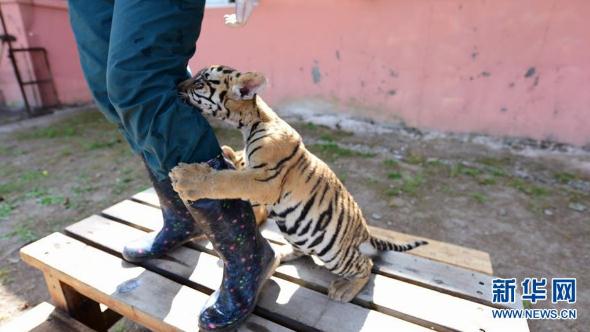 "แม่เสือ" ช่วยดูแลการเติบโตของลูกเสือ