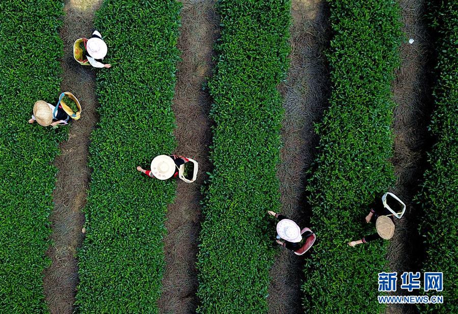 福建玛坑乡：茶旅结合 助农增收