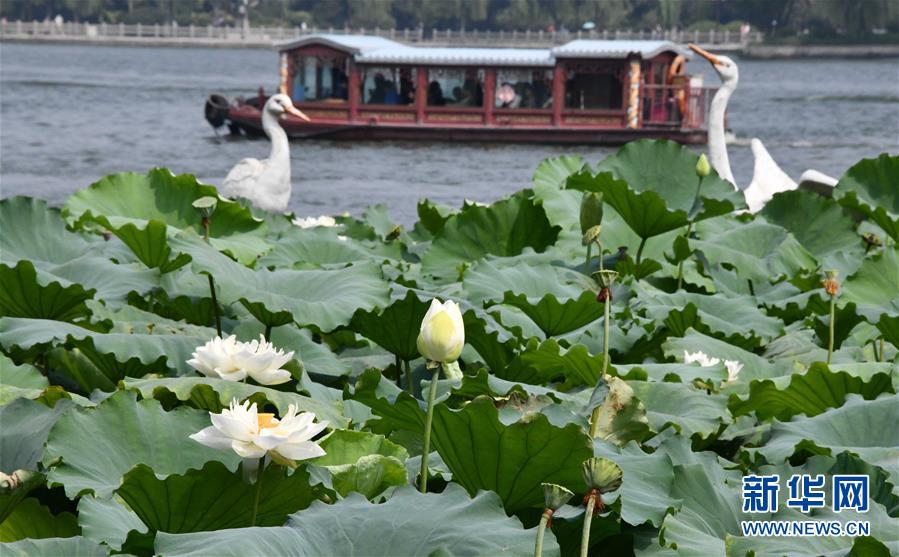 济南大明湖夏日荷花盛开