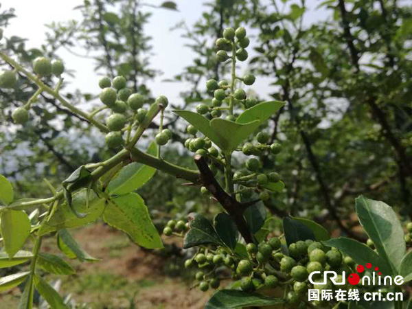 图片默认标题_fororder_豢龙藤椒喜获丰收