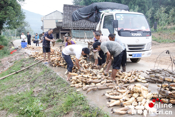 图片默认标题_fororder_自强莲藕丰收景象