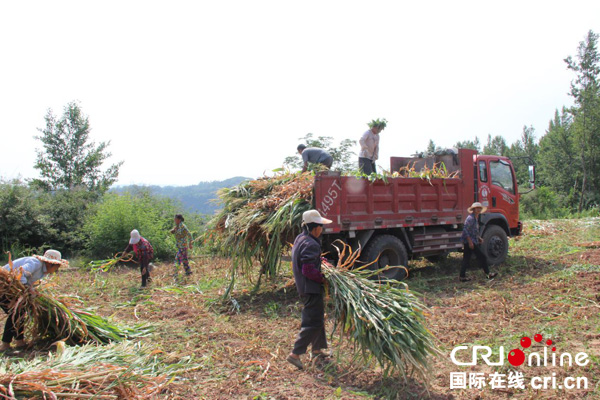 图片默认标题_fororder_农户收割玉米秸秆
