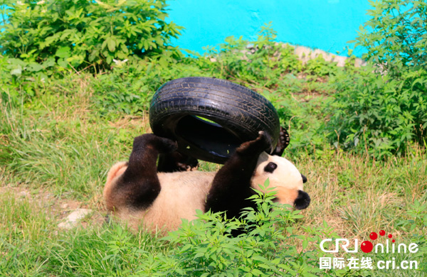 图片默认标题_fororder_大熊猫云涛在培训基地的草地上玩杂技