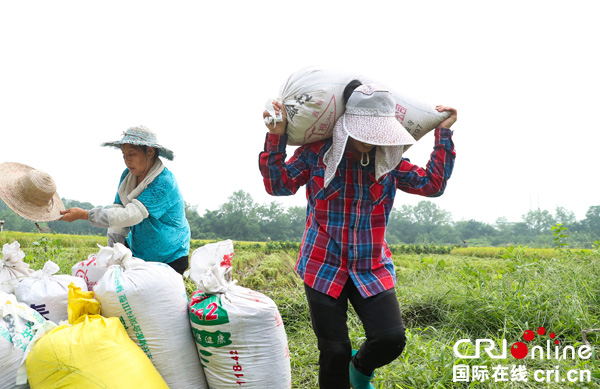 图片默认标题_fororder_农民在田间搬运“稻客”用收割机帮助收割的稻谷