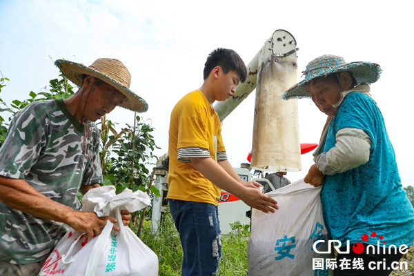 图片默认标题_fororder_农民在田间转运由“稻客”用收割机帮助收割的稻谷