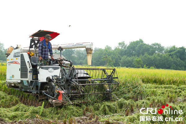 图片默认标题_fororder_“稻客”利用收割机帮助农民抢收稻谷