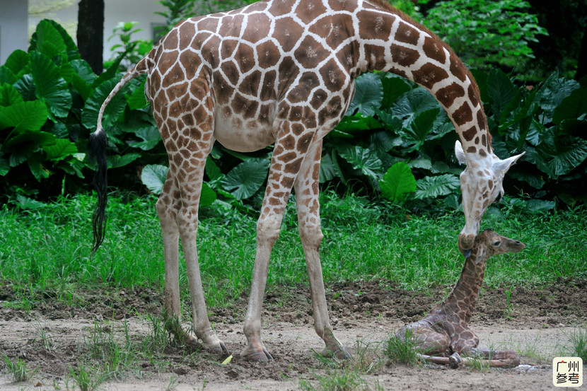 广州动物园长颈鹿诞子全过程：小鹿落地50分钟能站立