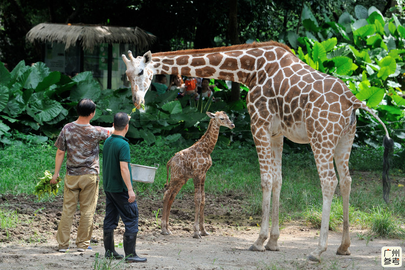 广州动物园长颈鹿诞子全过程：小鹿落地50分钟能站立