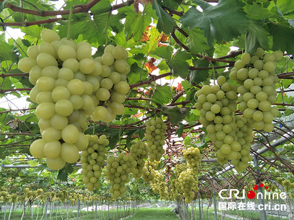 图片默认标题_fororder_1