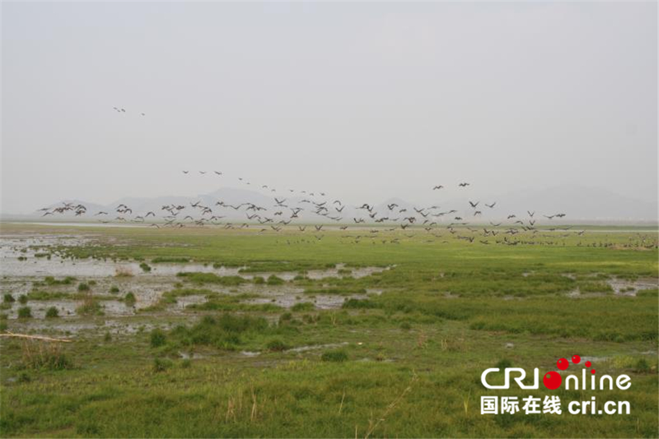 图片默认标题_fororder_到安庆菜子湖湿地公园3
