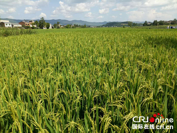 图片默认标题_fororder_禾稼欢农业合作社托管的成片稻田