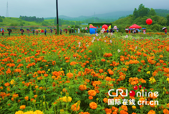 03【吉林】【供稿】【CRI看吉林（标题）】【白山松水（小图）】【关东黑土（延边）】【移动版（图）】延边州珲春圈河金达莱花海开园迎客