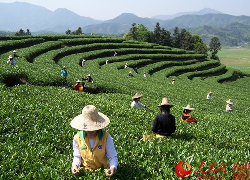 政和精选好茶 力图提高白茶知名度助力农民脱贫致富
