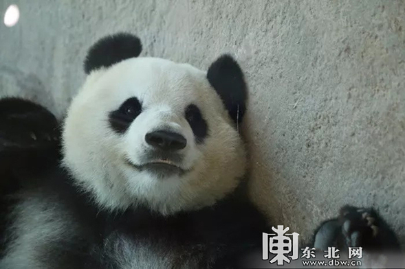 大熊猫思嘉将在亚布力举办生日聚会