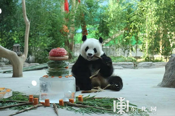大熊猫思嘉将在亚布力举办生日聚会