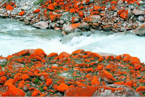 （导航甘孜）七夕相约海螺沟 寻找最美爱情