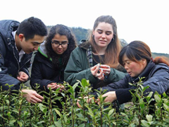 浙江宁波：外国留学生采茶品茶感受茶文化