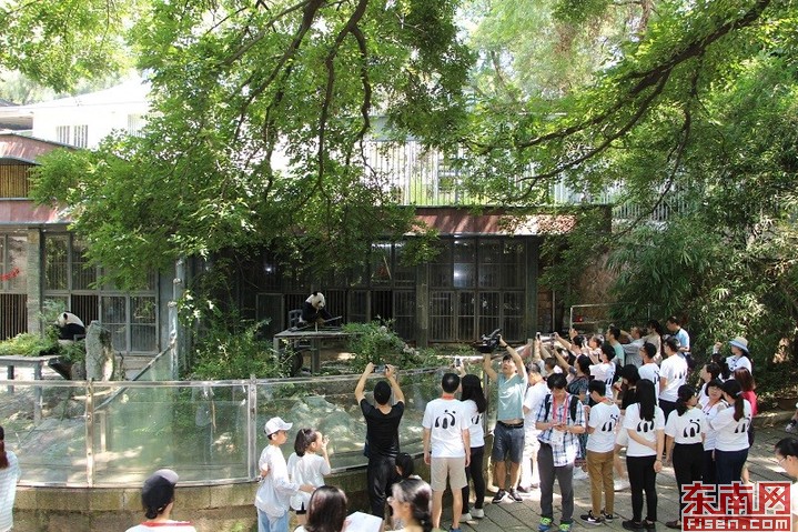 【高清图7】【滚动新闻】【 ChinaNews带图】第二届两岸青年大熊猫体验营在福州开营